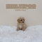 Maltipoo - 8815 (M)