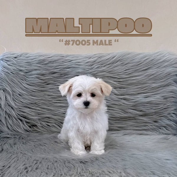 Maltipoo - 7005 (M)
