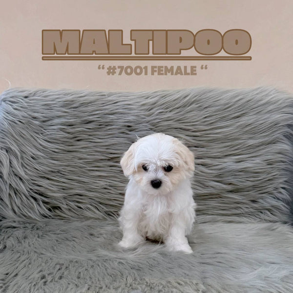 Maltipoo - 7001 (F)