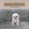 Maltipoo - 7001 (F)