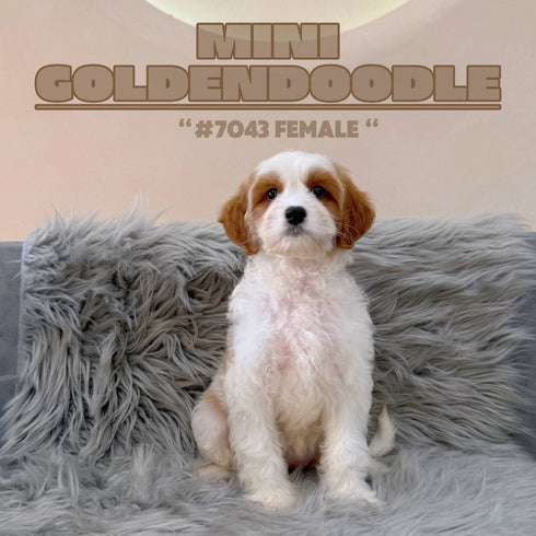 Mini Goldendoodle - 7043 (F)