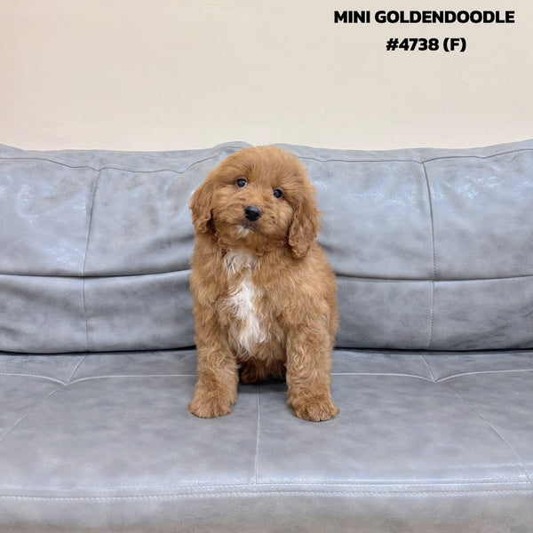 Mini Goldendoodle - 4738 (F)