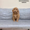 Mini Goldendoodle - 4763 (F)
