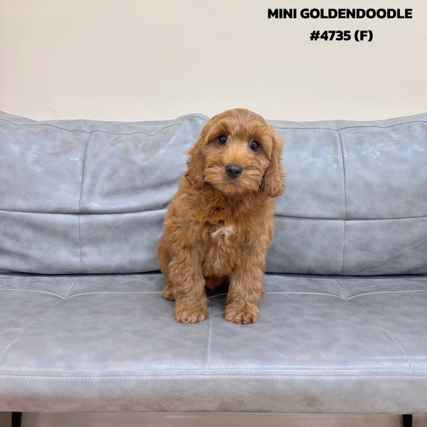 Mini Goldendoodle - 4735 (F)