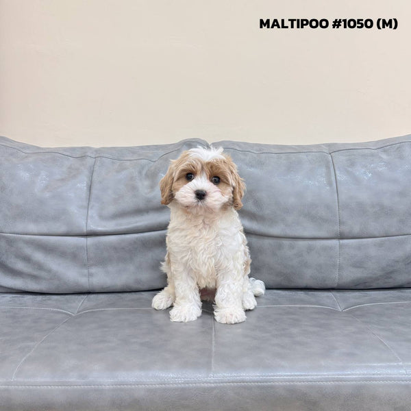 Maltipoo - 1050 (M)