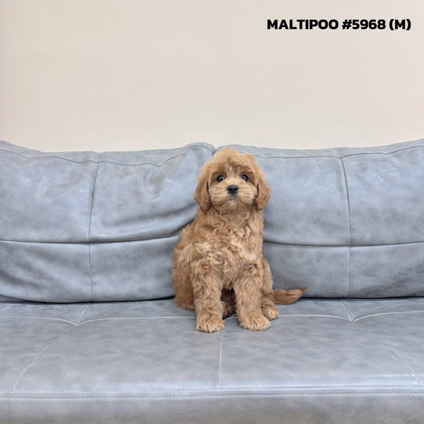 Maltipoo - 5968 (M)