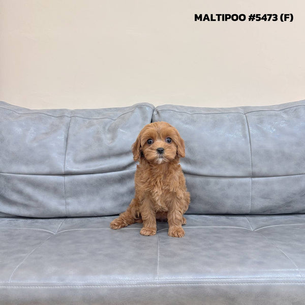 Maltipoo - 5473 (F)
