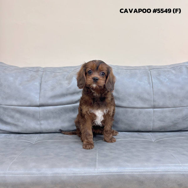 Cavapoo - 5549 (F)