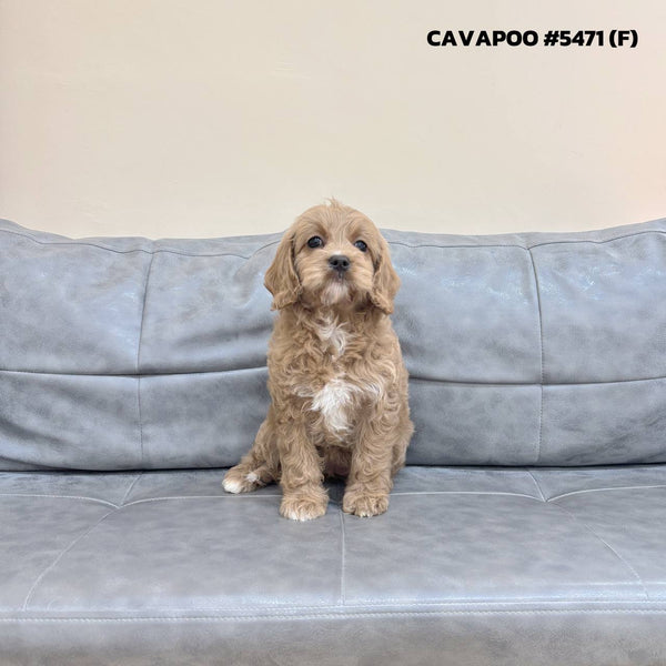 Cavapoo - 5471 (F)