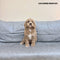 Cavapoo - 5471 (F)