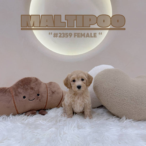 Maltipoo - 2359 (F)