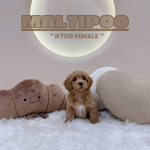 Maltipoo - 7110 (F)