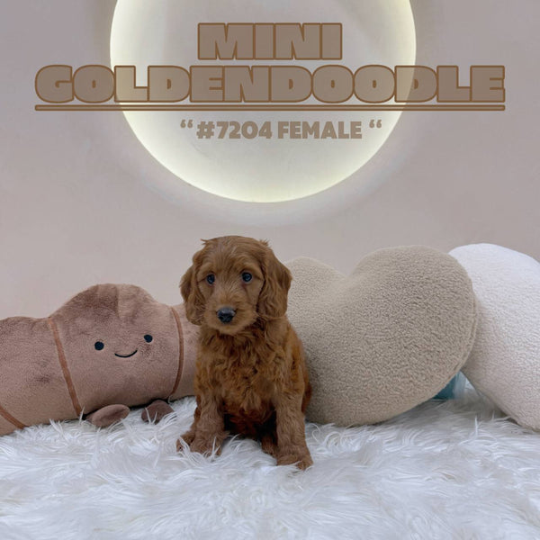 Mini Goldendoodle - 7204 (F)