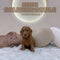 Mini Goldendoodle - 7204 (F)
