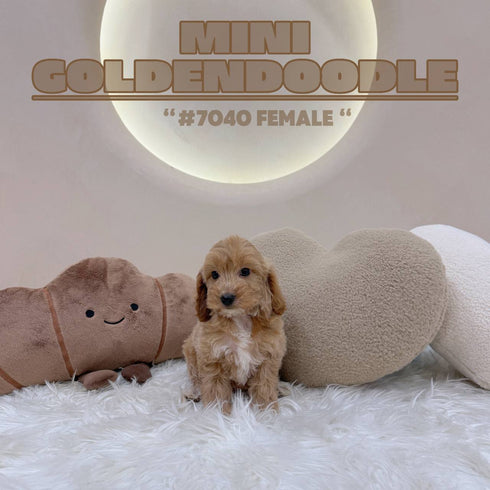 Mini Goldendoodle - 7040 (F)