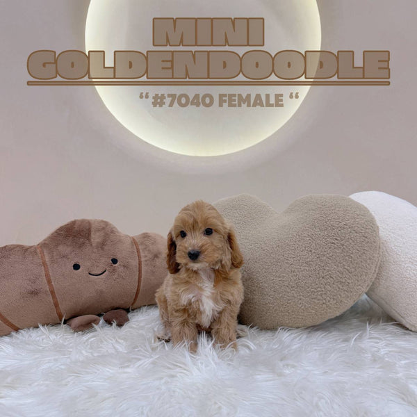 Mini Goldendoodle - 7040 (F)