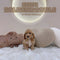 Mini Goldendoodle - 7040 (F)