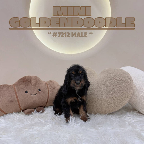 Mini Goldendoodle - 7212 (M)