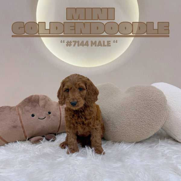 Mini Goldendoodle - 7144 (M)