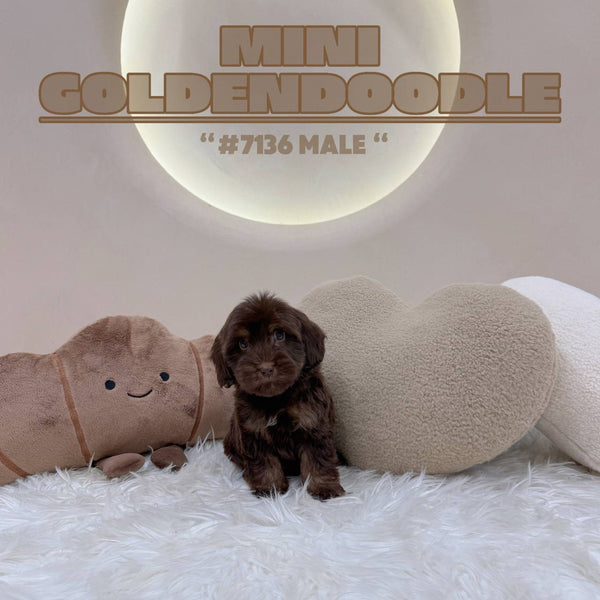Mini Goldendoodle - 7136 (M)