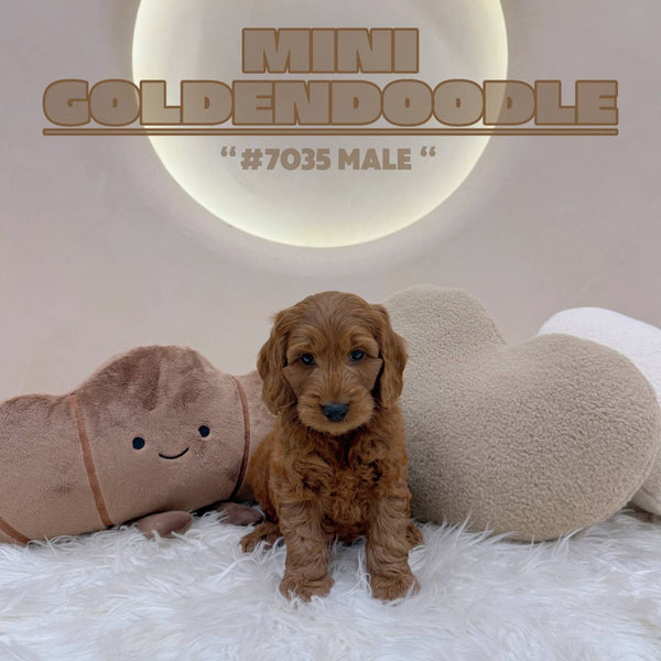 Mini Goldendoodle - 7035 (M)