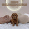 Mini Goldendoodle - 7035 (M)