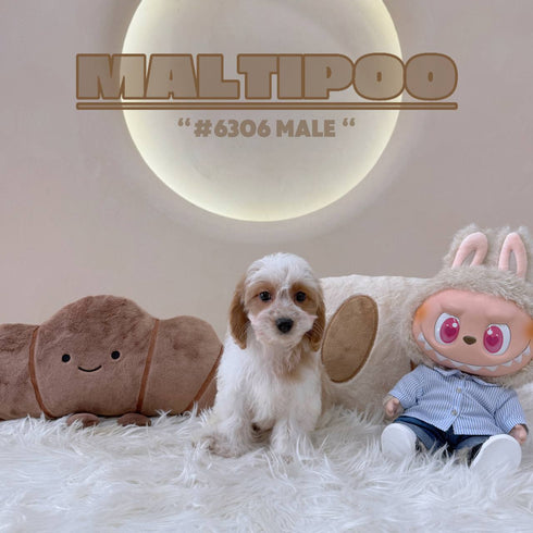 Maltipoo - 6306 (M)