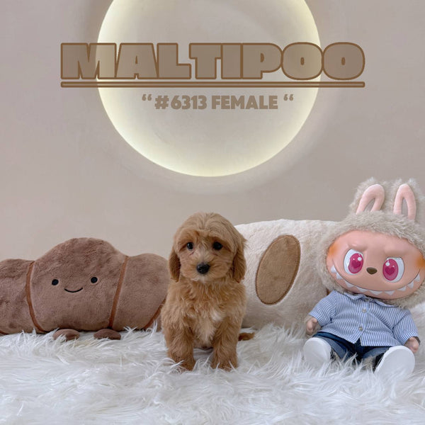 Maltipoo - 6313 (F)