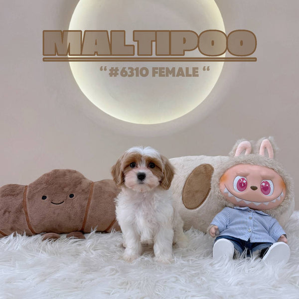 Maltipoo - 6310 (F)