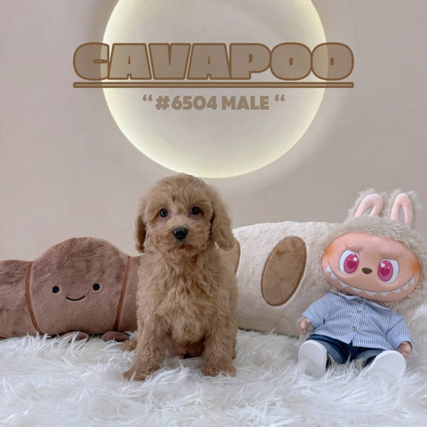 Cavapoo - 6504 (M)