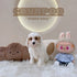 Cavapoo - 6506 (M)