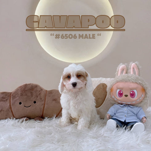 Cavapoo - 6506 (M)