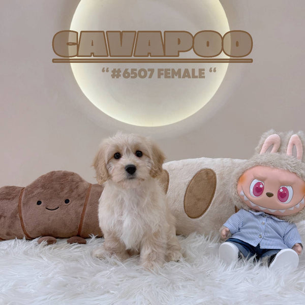 Cavapoo - 6507 (F)