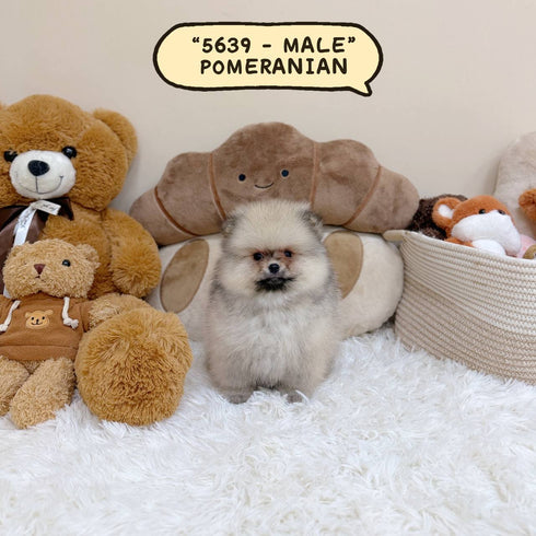 Pomeranian – Male | Microchip 5639