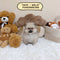 Pomeranian – Male | Microchip 5639