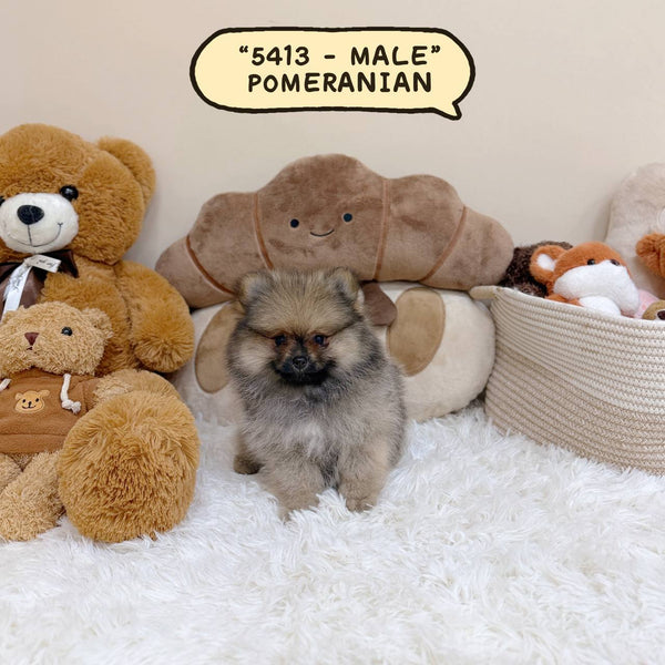 Pomeranian – Male | Microchip 5413