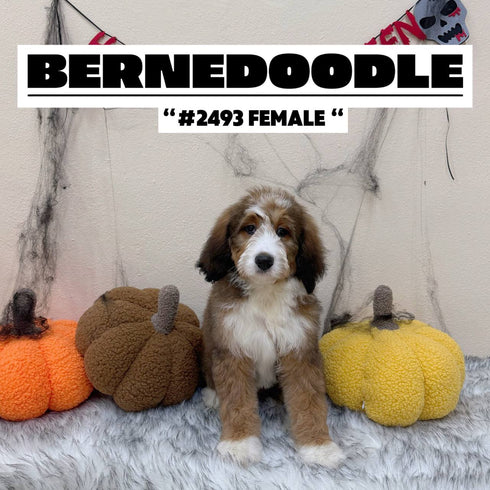 Bernedoodle - 2493 (F)