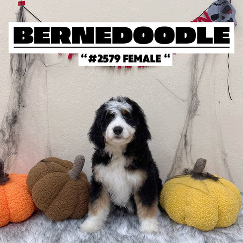 Bernedoodle - 2579 (F)