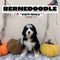 Bernedoodle - 2579 (F)