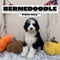 Bernedoodle - 2504 (M)