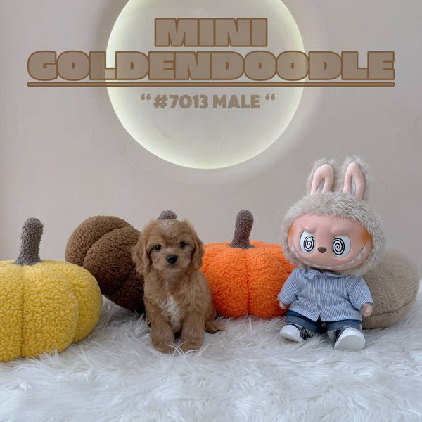 Mini Goldendoodle - 7013 (M)