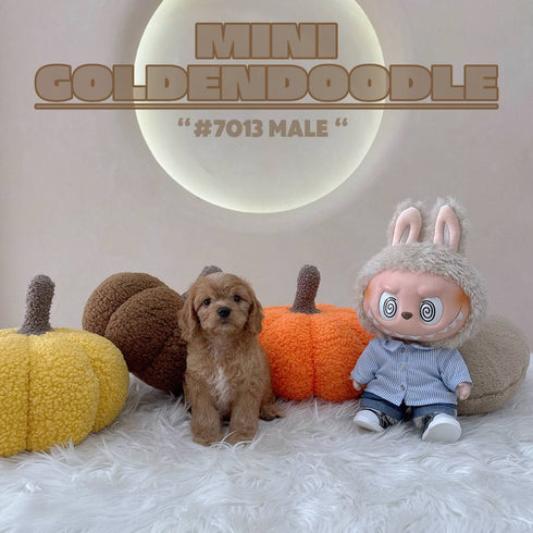 Mini Goldendoodle - 7013 (M)
