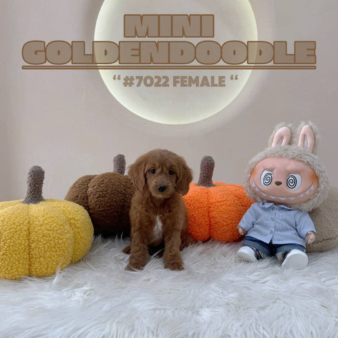 Mini Goldendoodle - 7022 (F)