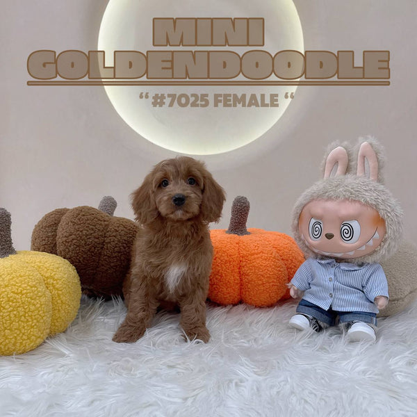 Mini Goldendoodle - 7025 (F)
