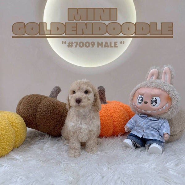 Mini Goldendoodle - 7009 (M)