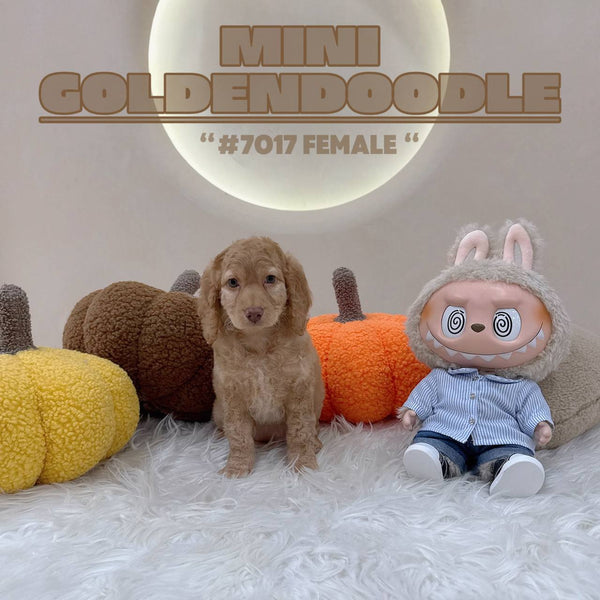 Mini Goldendoodle - 7017 (F)