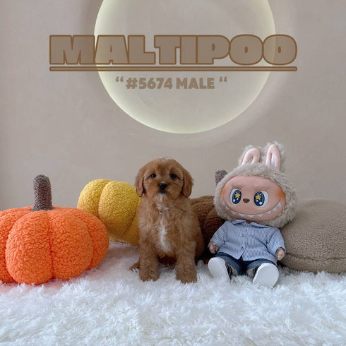 Maltipoo - 5674 (M)