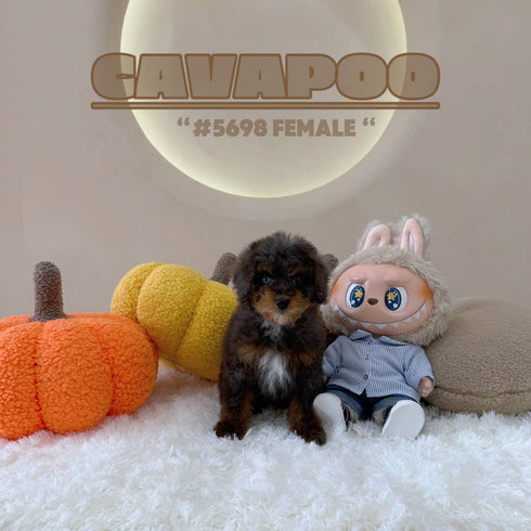 Cavapoo - 5698 (F)