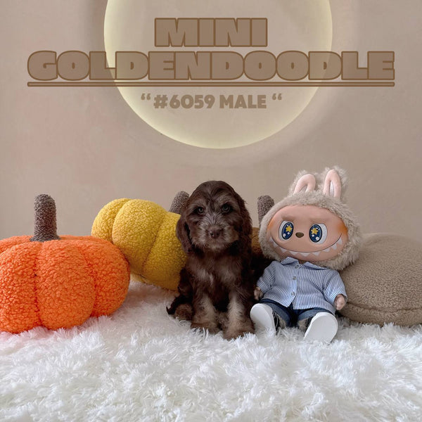 Mini Goldendoodle - 6059 (M)