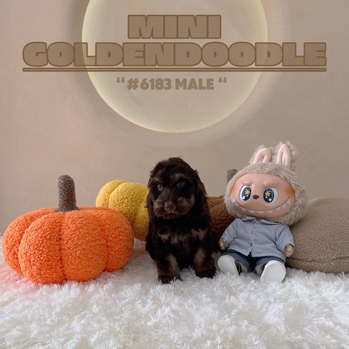 Mini Goldendoodle - 6183 (M)